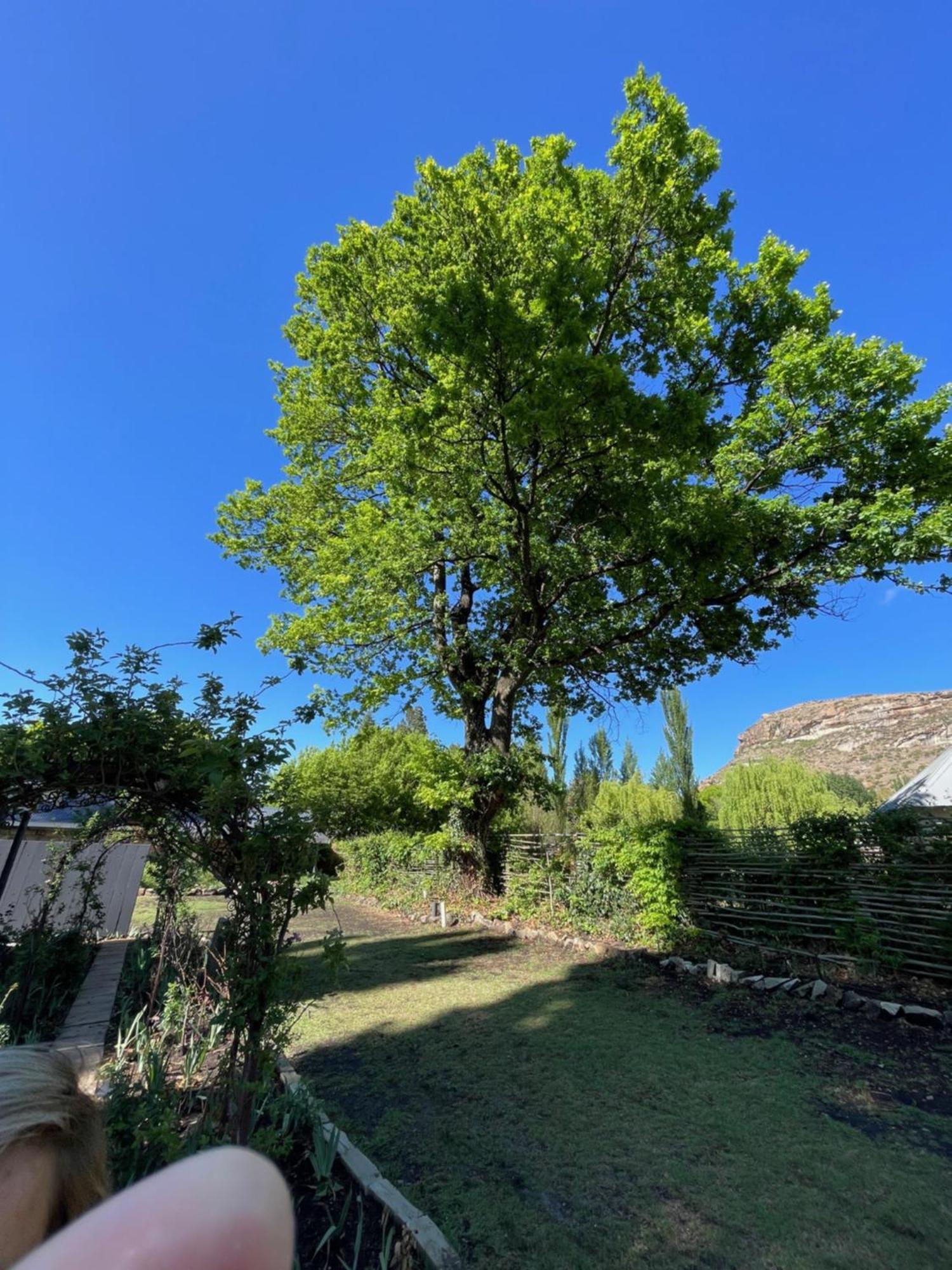 Periwinkle, Grove ,Acorn & Sage Cottages Clarens Ngoại thất bức ảnh