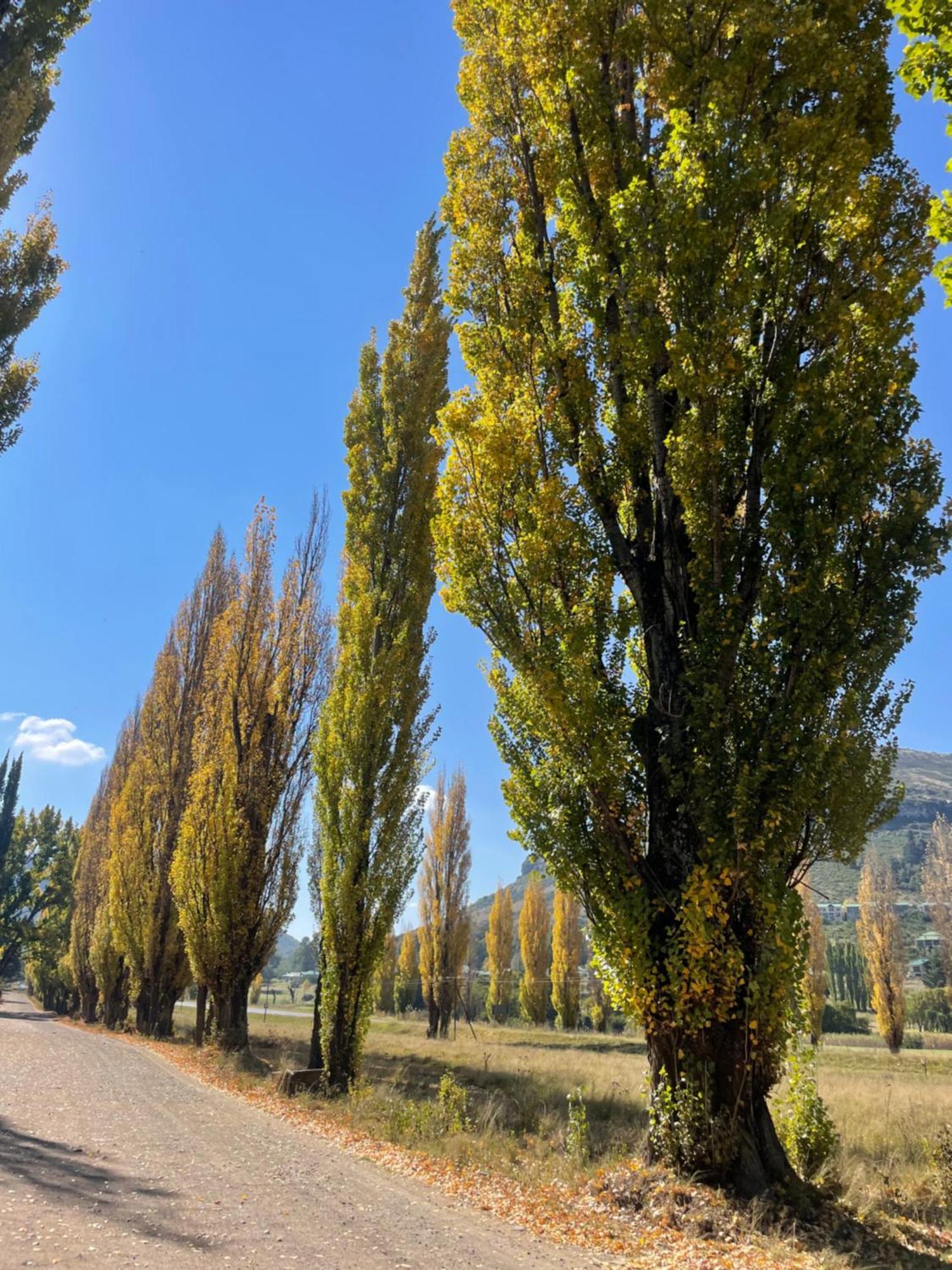 Periwinkle, Grove ,Acorn & Sage Cottages Clarens Ngoại thất bức ảnh